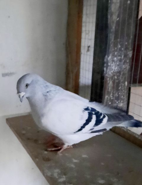  - Voliera