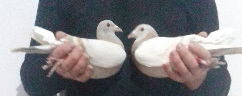 pigeon Sion Isabel - 2022