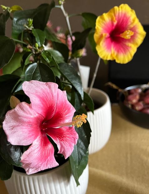 7A06CCC1-6A47-42BD-B100-638E28BA031C - Hibiscus