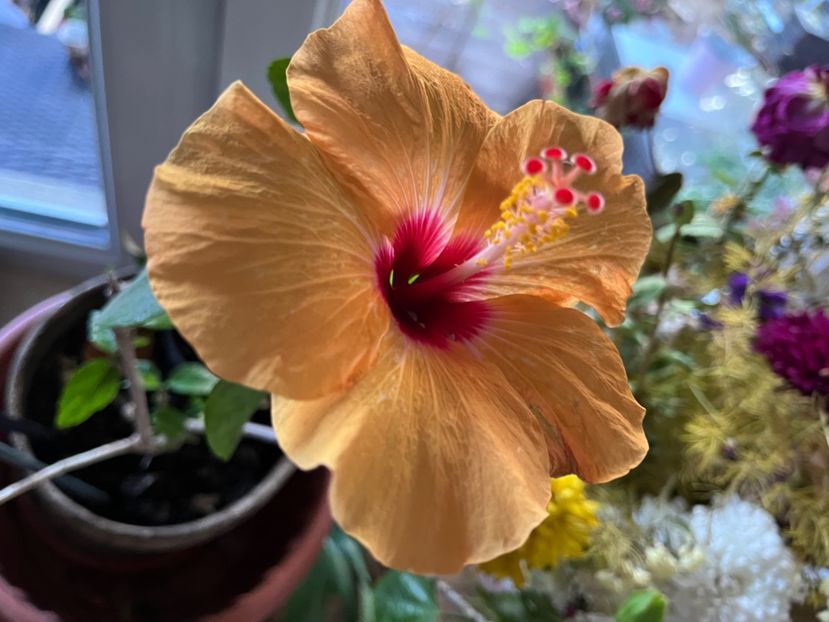 Adonicus orange - Hibiscus