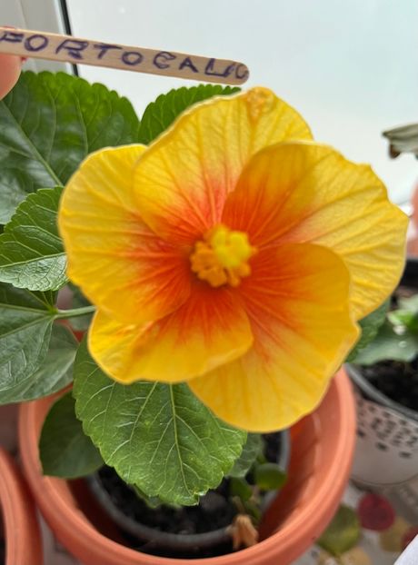 Portocaliu - Hibiscus