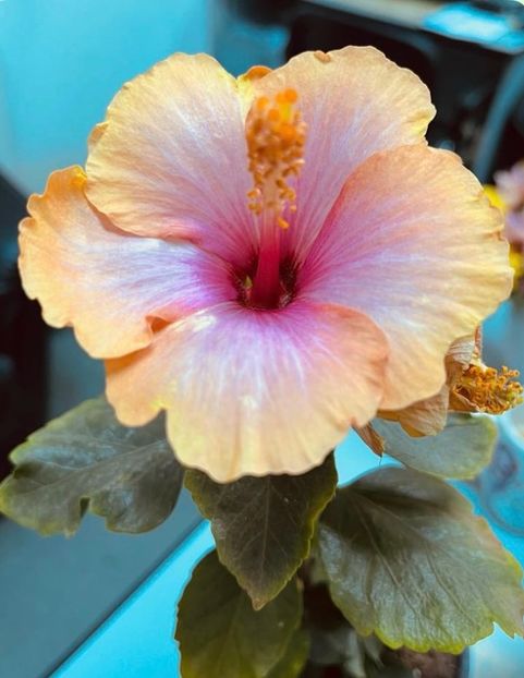 Galben cu alb - Hibiscus