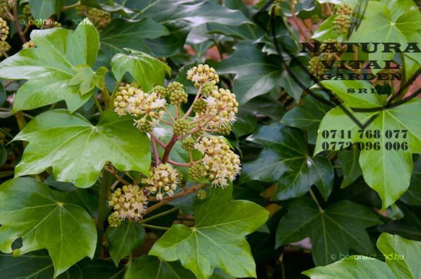 Fatshedera lizei - FASTHEDERA LIZEI