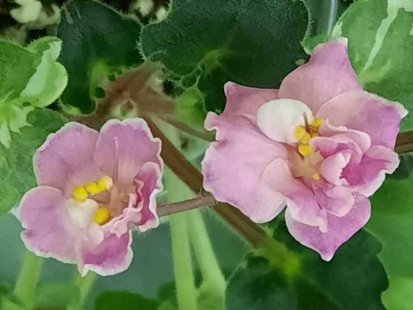  - Snuggles Little Girl