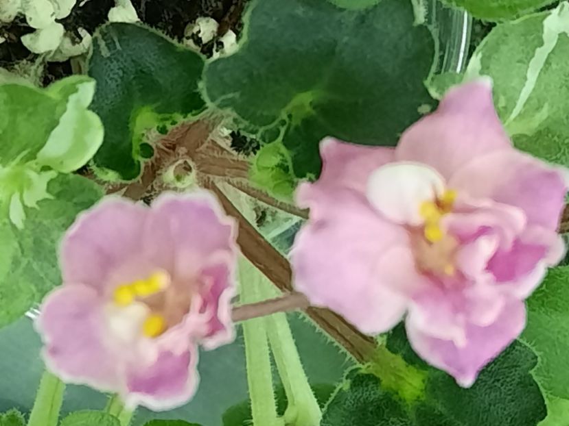  - Snuggles Little Girl