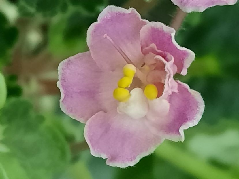  - Snuggles Little Girl