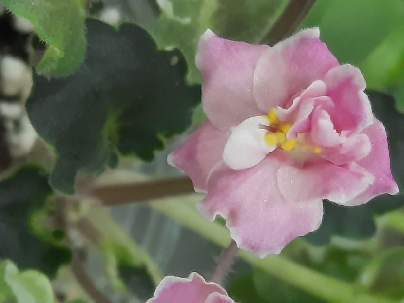  - Snuggles Little Girl