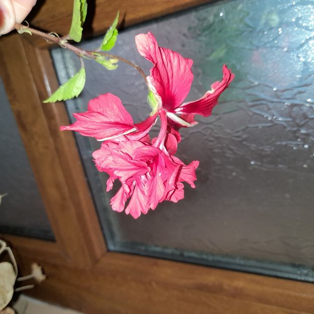 23.11.2022 - HIBISCUSI 2022-7