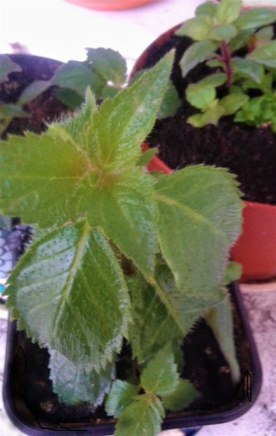  - Rizomii de achimenes 2023 2024
