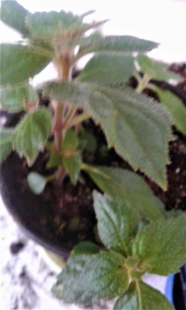  - Rizomii de achimenes 2023 2024
