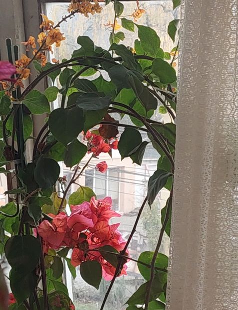  - Bougainvillea