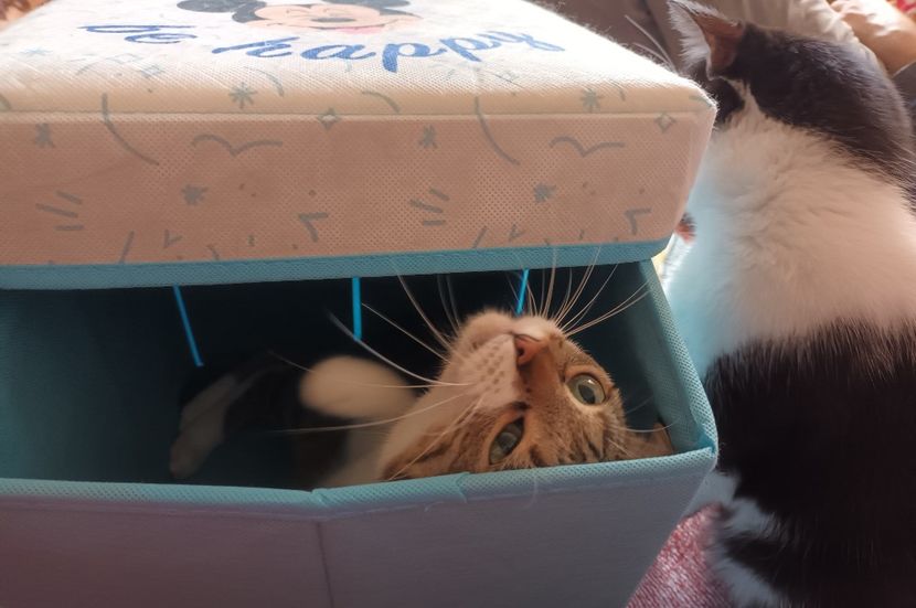 Se pare ca am fost descoperita! ;) - Povestea unui pisic mic