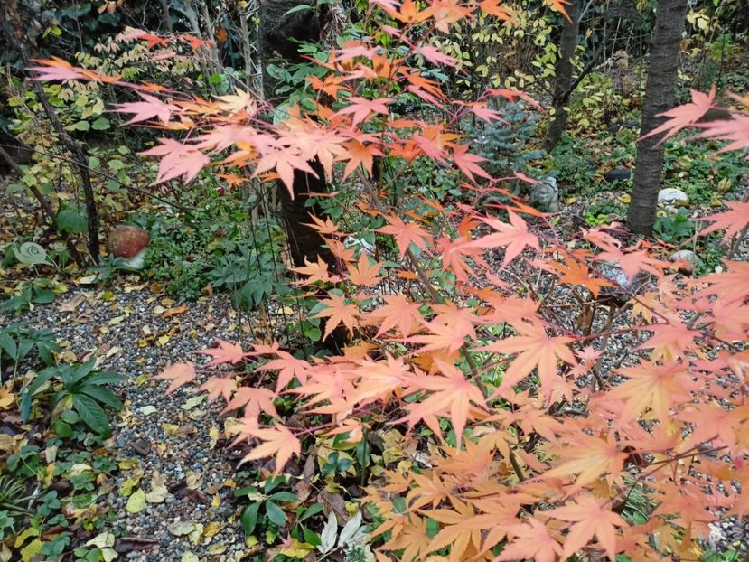  - Grădina 2022 continuare 5