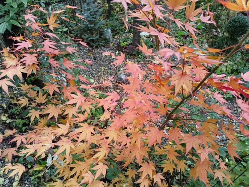  - Grădina 2022 continuare 5