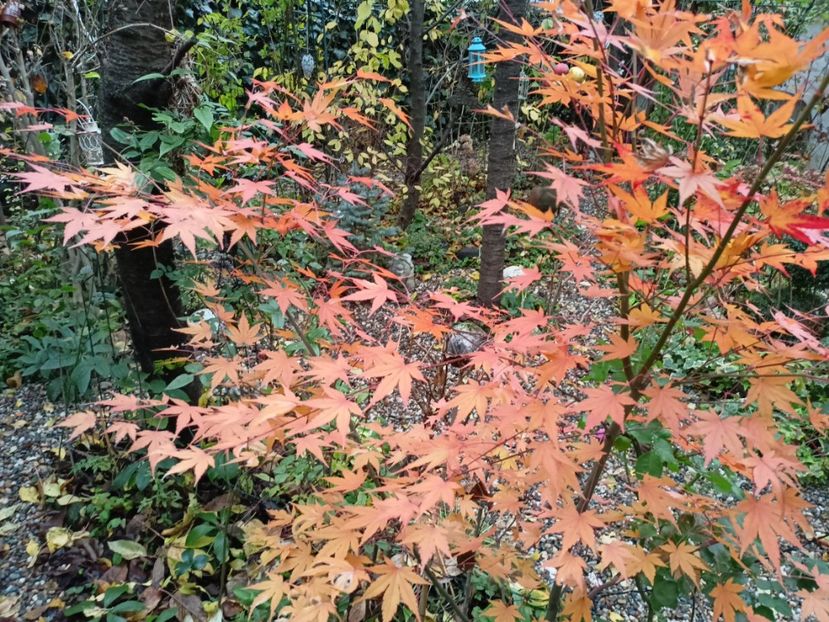  - Grădina 2022 continuare 5