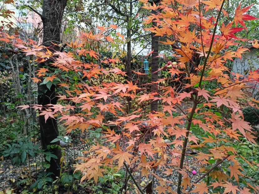  - Grădina 2022 continuare 5