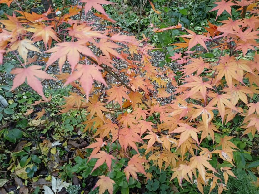  - Grădina 2022 continuare 5