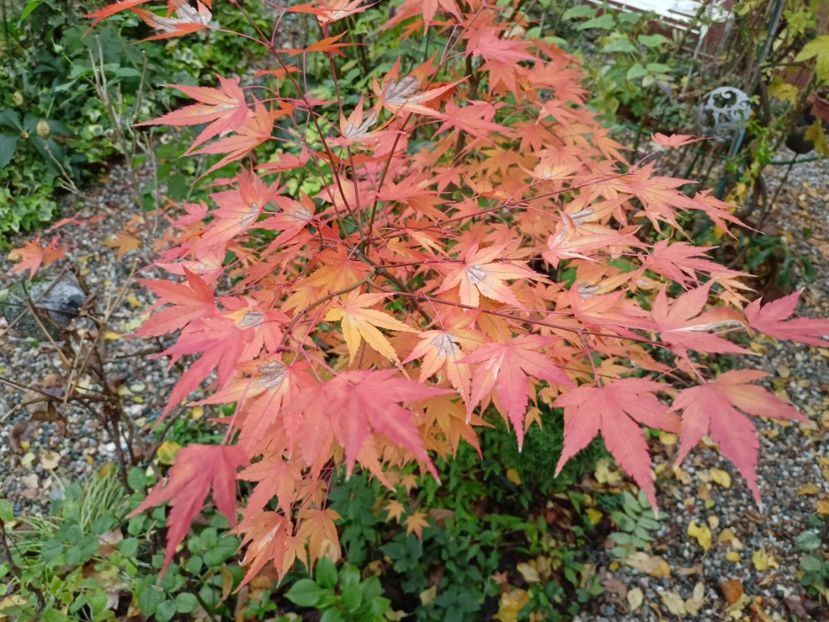  - Grădina 2022 continuare 5