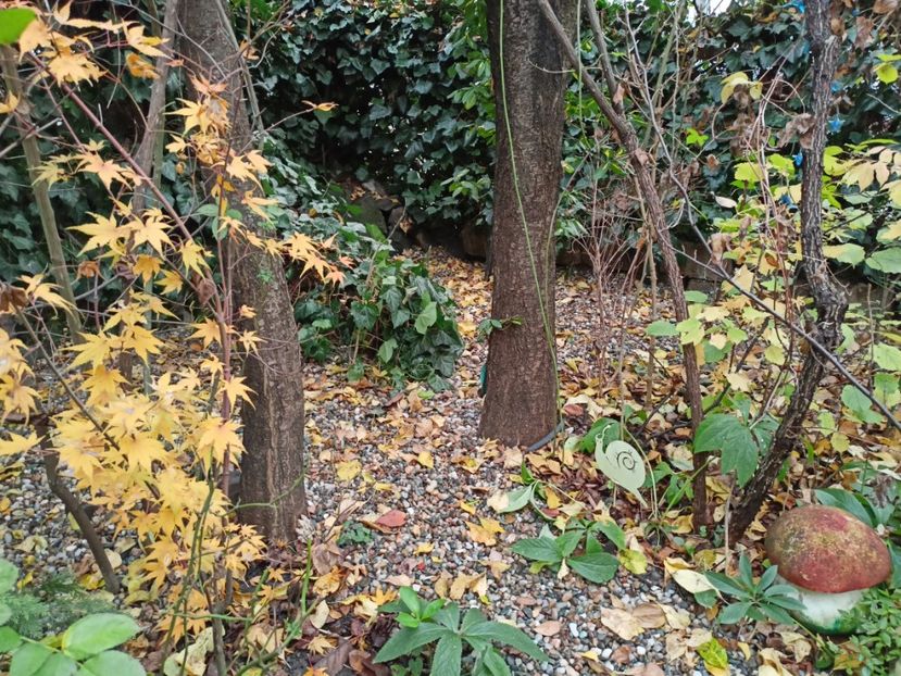  - Grădina 2022 continuare 5