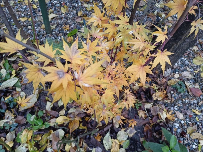  - Grădina 2022 continuare 5