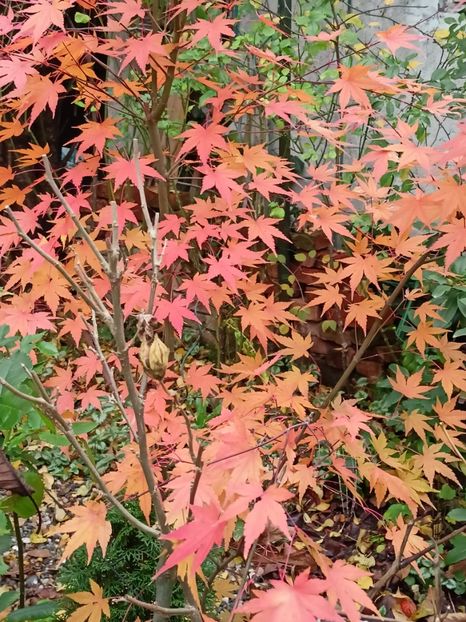  - Grădina 2022 continuare 5