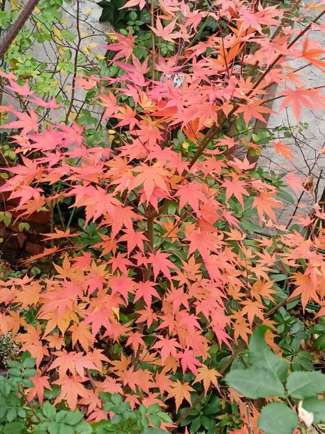  - Grădina 2022 continuare 5