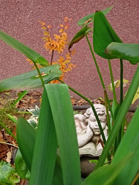  - Grădina 2022 continuare 5