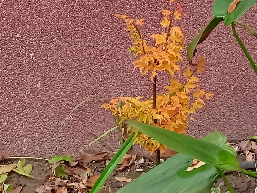 Acer Shishigashira - Grădina 2022 continuare 5