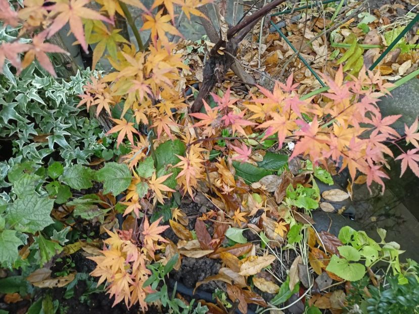 Acer Ryusen - Grădina 2022 continuare 5