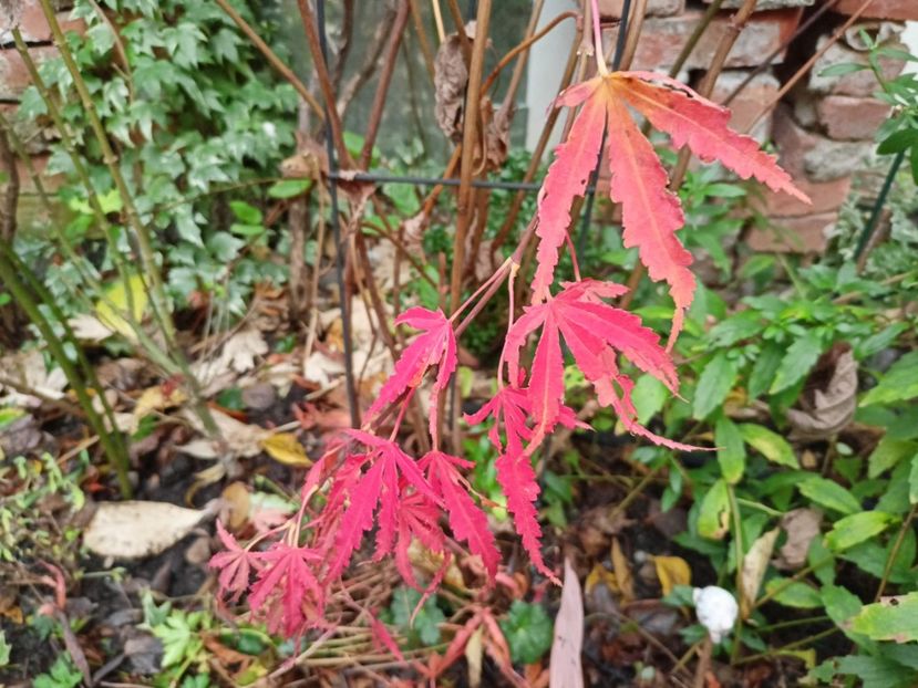 Acer Manyo No Sato - Grădina 2022 continuare 5