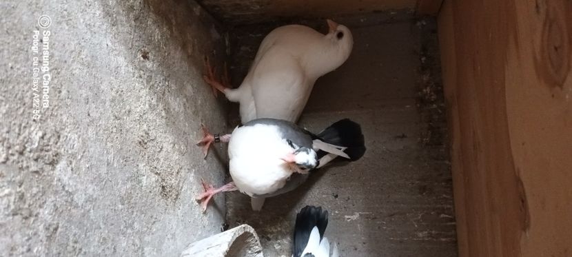  - Ce detin in prezent