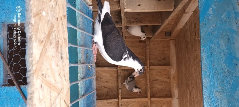  - Ce detin in prezent