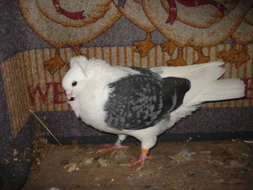 f 52-22 - decembrie 22