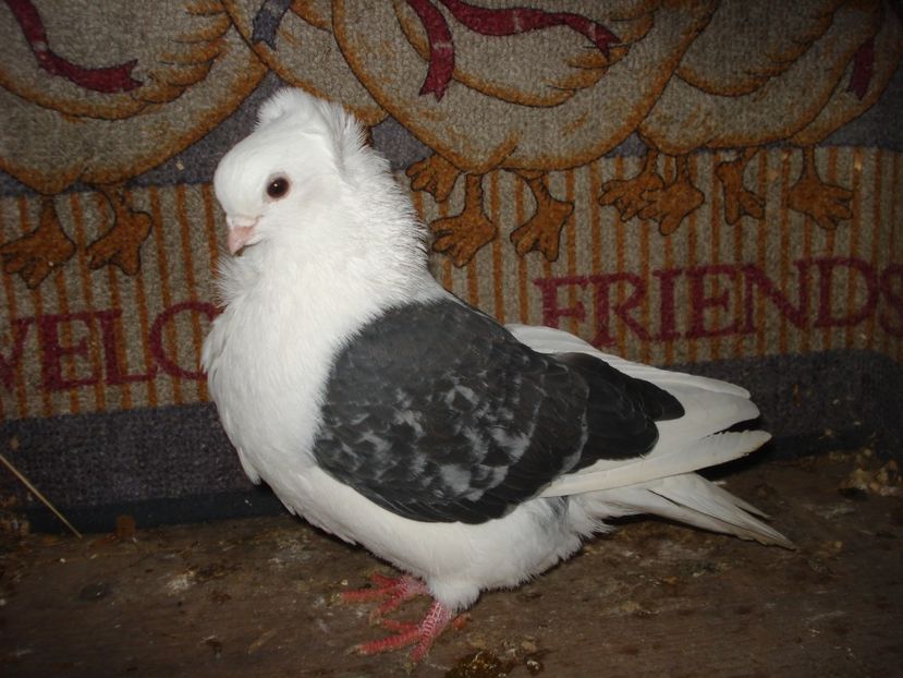 05-22 rep - decembrie 22