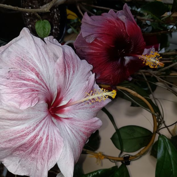 24.11.2022 - HIBISCUSI 2022-7