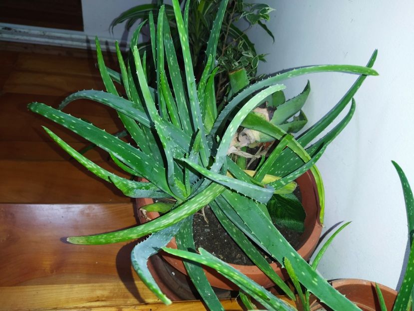  - Aloe