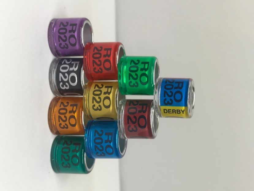 BC894C2F-73AC-44CF-9DE7-48BE2D5541F5 - 0 Inele porumbei 2023