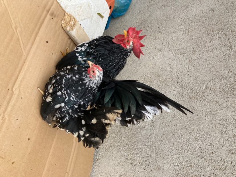 592515E3-B562-4279-84E9-C9608D24D1E1 - Păsări tinere Chabo Bobat de vânzare ! 2022