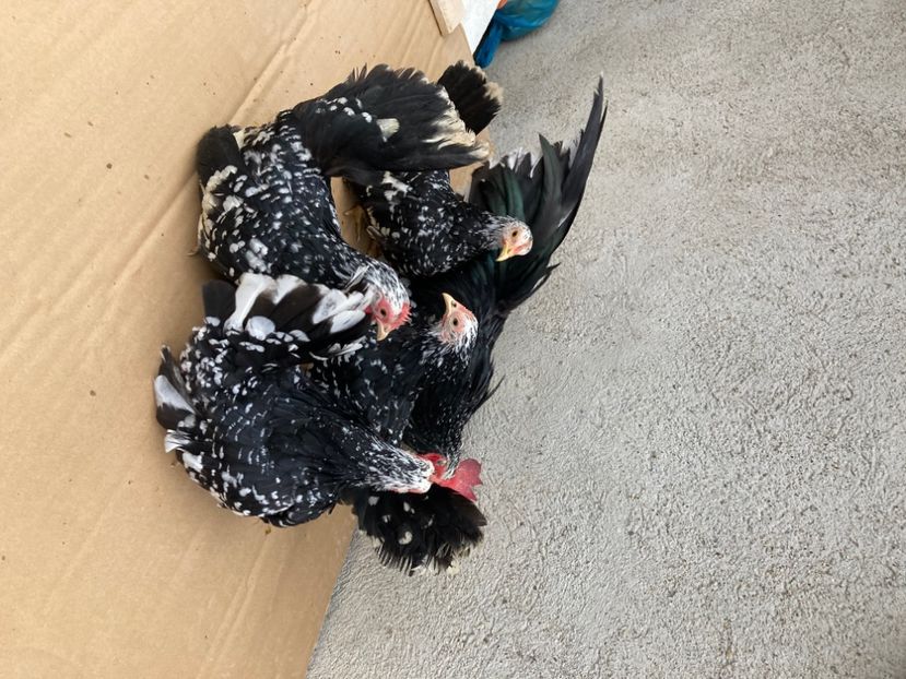 60A5C90F-B7AA-41D3-BF6C-769030A21171 - Păsări tinere Chabo Bobat de vânzare ! 2022