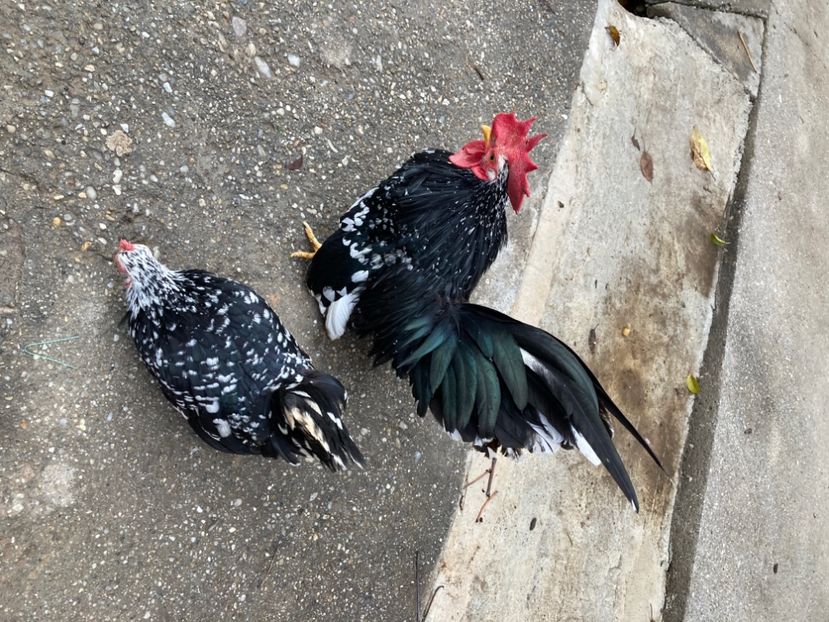 DBE8F254-F904-4D83-92D1-CCE981C25989 - Păsări tinere Chabo Bobat de vânzare ! 2022