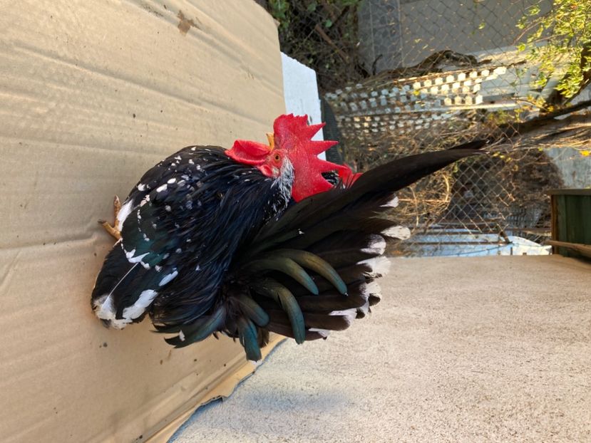 512F8B81-413A-490D-A361-0AF2348ABC7D - Păsări tinere Chabo Bobat de vânzare ! 2022