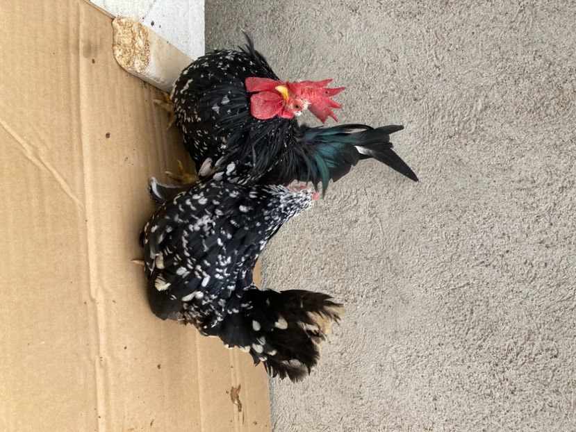 2465412A-DC4C-41D6-B4D0-F55D642E5E7F - Păsări tinere Chabo Bobat de vânzare ! 2022