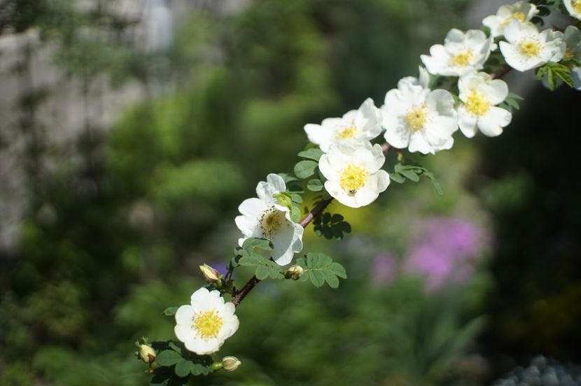  - Rosa omeiensis pteracantha