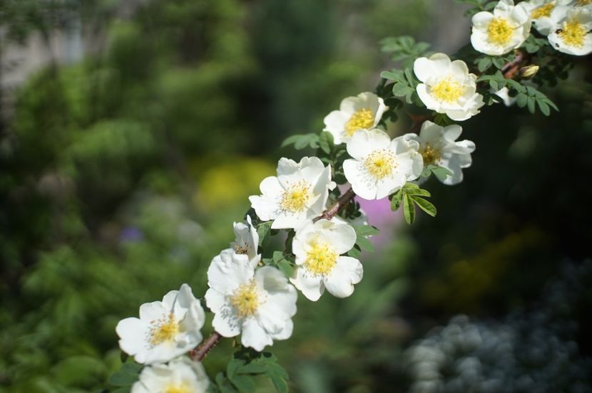  - Rosa omeiensis pteracantha