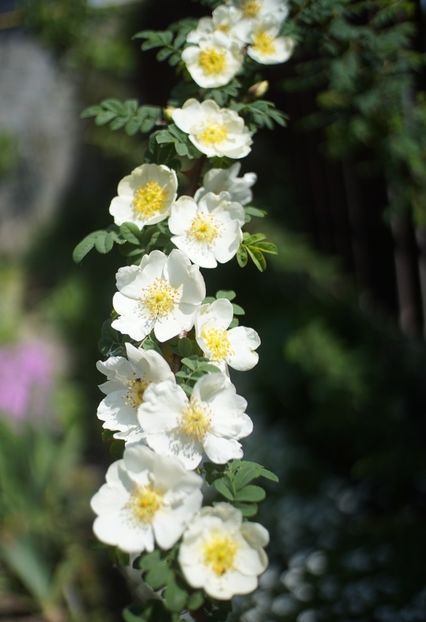  - Rosa omeiensis pteracantha