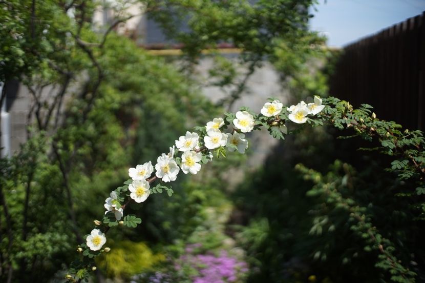  - Rosa omeiensis pteracantha