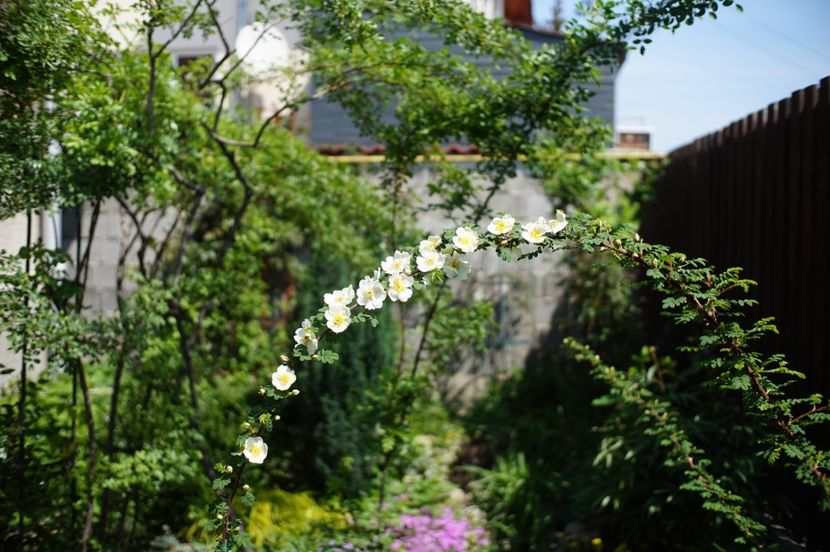  - Rosa omeiensis pteracantha