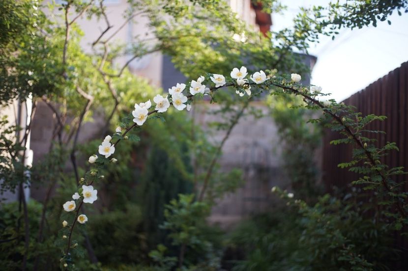  - Rosa omeiensis pteracantha