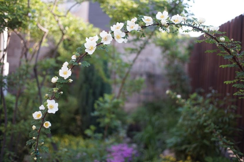  - Rosa omeiensis pteracantha