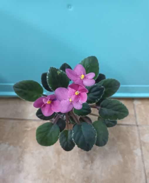  - Mac s True Love zzz